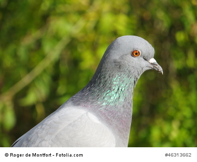 Pigeon
