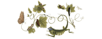 Maria Sybilla Merian - Google Doodle