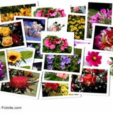 Google Bildersuche: Probleme mit fehlenden Buttons